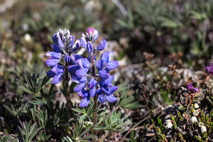 June on the North Slope of Alaska