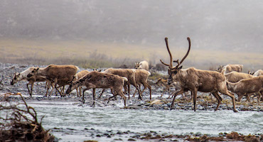 Caribou crossing the Aichilik River