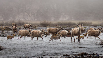 Caribou crossing the Aichilik River