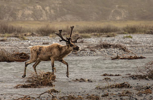 Caribou crossing the Aichilik River