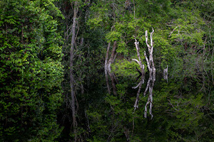 The flooded forest of the Rio Negro