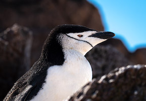 Chinstrap penguin