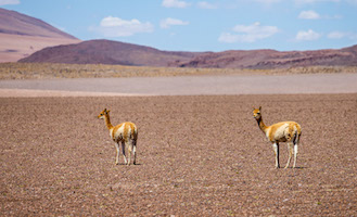 Vicuña in La Pacana Caldera, 15,000 foot elevation