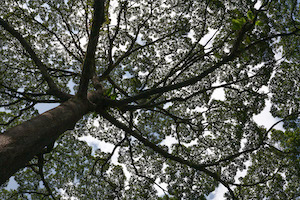 Rainforest canopy