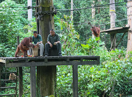 Sepilok Orangutan Rehabilitation Center