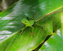Green crested lizard