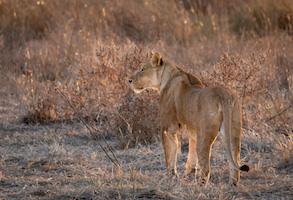 Lioness
