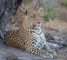 Female Leopard