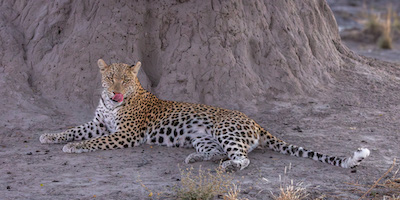 Female Leopard