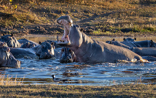 Hippos