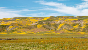 Superbloom on the Carrizo Plain
