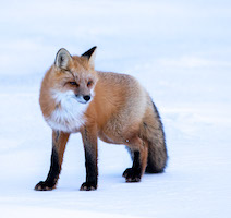 Red fox on Hudson Bay