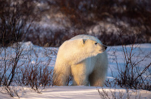 Female polar bear at Hudson Bay