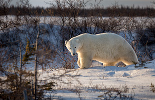 Male polar bear at Hudson Bay