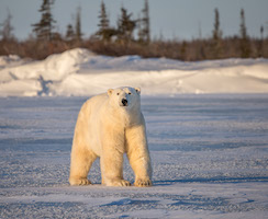 Male polar bear at Hudson Bay
