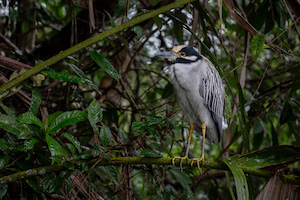 Yellow-Crowned Night Hreon