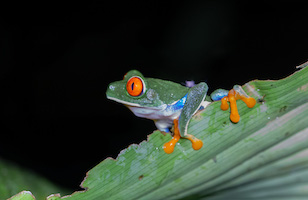 Red-Eyed Tree Frog