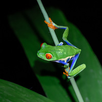 Red-Eyed Tree Frog