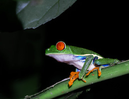 Red-Eyed Tree Frog