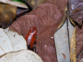 Strawberry Poison Dart Frog