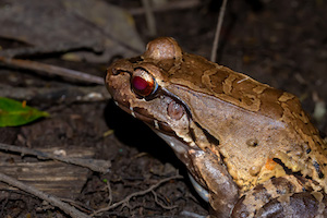 Savage's Thin-Toad Frog