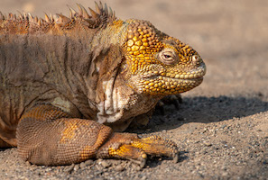 Land iguana – Isabela Island