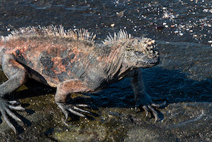 Marine iguana – Santiago Island
