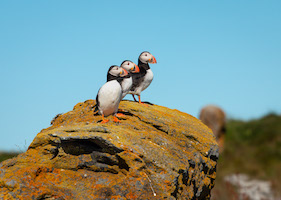 Atllantic puffins
