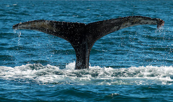 Humpback whale