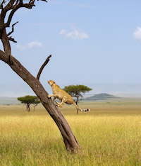 Cheetah, Maasai Mara