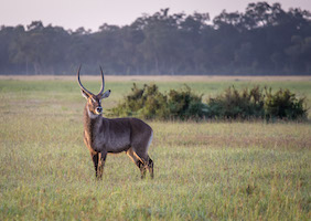 Waterbuck, Maasai Mara