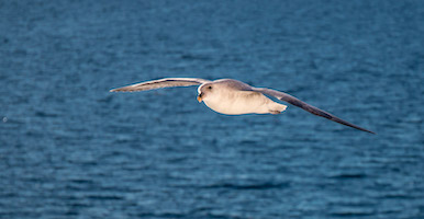 Northern fulmar, Canadian High Arctic