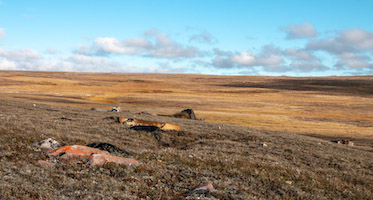 Tundra on Victoria Island, Canadian High Arctic