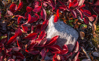 Fall colors on Victoria Island, Canadian High Arctic