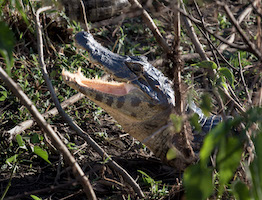 Caiman