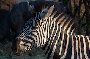 Zebra, South Africa
