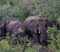 Elephants, South Africa