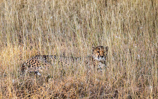 Cheetah, Cheetah Conservation Fund, Namibia