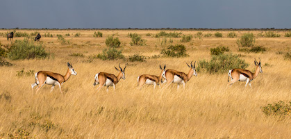 Springbok, Etosha National Park, Namibia