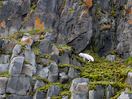 Arctic fox