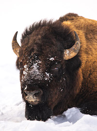 Bison in the Lamar Valley