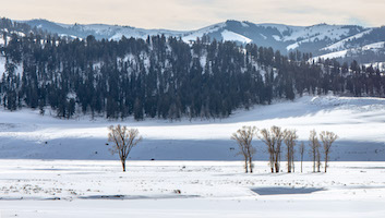 Yellowstone's Lamar Valley