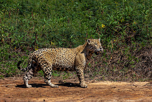 Jaguar 
