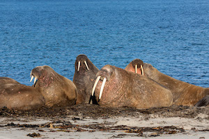 Walrus