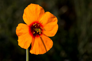 Fire poppy