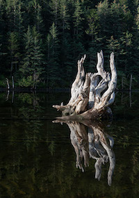 Fox Island